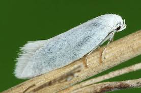 Attēlu rezultāti vaicājumam “Elachista argentella”