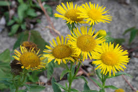 Attēlu rezultāti vaicājumam “Inula britannica leaf”