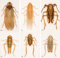 Attēlu rezultāti vaicājumam “Paramesus obtusifrons”