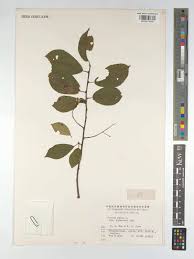 Attēlu rezultāti vaicājumam “Prunus padus var. roseiflora”