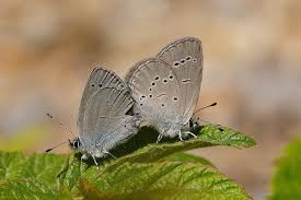 Attēlu rezultāti vaicājumam “Cupido minimus”