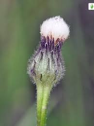 Attēlu rezultāti vaicājumam “Hypochaeris maculata”