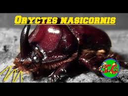 Attēlu rezultāti vaicājumam “Oryctes nasicornis”