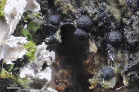 Attēlu rezultāti vaicājumam “Badhamia affinis sessile”