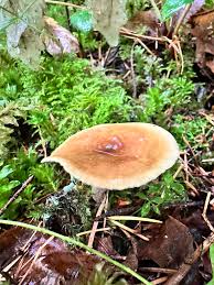 Attēlu rezultāti vaicājumam “Polyporus melanopus”