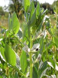 Attēlu rezultāti vaicājumam “Vicia faba”