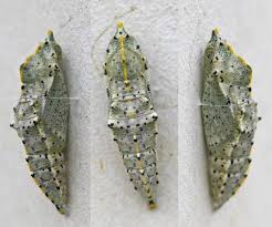 Attēlu rezultāti vaicājumam “Pieris brassicae underside”