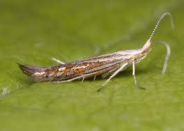 Attēlu rezultāti vaicājumam “Coleophora alticolella”