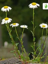 Attēlu rezultāti vaicājumam “Leucanthemum vulgare leaf”