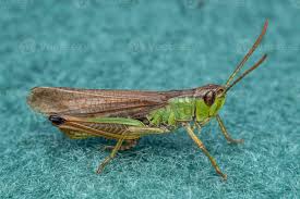 Attēlu rezultāti vaicājumam “Chortippus sp.”