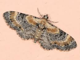 Attēlu rezultāti vaicājumam “Eupithecia linariata”