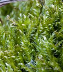 Attēlu rezultāti vaicājumam “Barbilophozia lycopodioides”