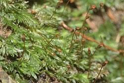 Attēlu rezultāti vaicājumam “Fissidens bryoides sporophyte”