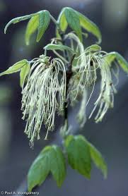 Attēlu rezultāti vaicājumam “Acer negundo fruit”