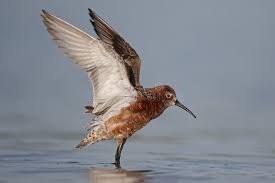Attēlu rezultāti vaicājumam “Calidris ferruginea”