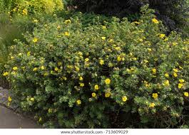Attēlu rezultāti vaicājumam “Potentilla arenaria bud”