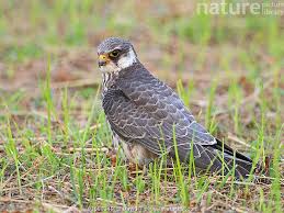 Image result for Falco amurensis