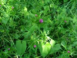 Attēlu rezultāti vaicājumam “Geranium dissectum fruit”