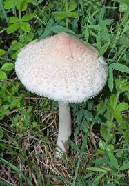 Attēlu rezultāti vaicājumam “Macrolepiota”