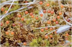 Attēlu rezultāti vaicājumam “Saelania glaucescens”