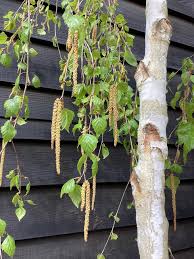 Attēlu rezultāti vaicājumam “Betula pendula Youngii”