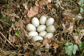 Attēlu rezultāti vaicājumam “Anas platyrhynchos eggs”