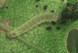 Attēlu rezultāti vaicājumam “Caloptilia alchimiella”