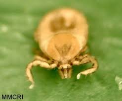 Attēlu rezultāti vaicājumam “Ixodes female”