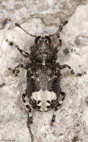 Attēlu rezultāti vaicājumam “Anthribidae”