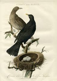 Attēlu rezultāti vaicājumam “Turdus merula nest”