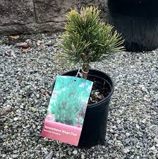 Attēlu rezultāti vaicājumam “Pinus mugo”