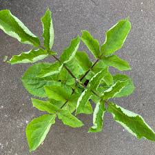 Attēlu rezultāti vaicājumam “Sambucus racemosa”