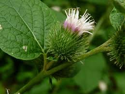 Attēlu rezultāti vaicājumam “Arctium”