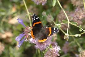 Attēlu rezultāti vaicājumam “Vanessa atalanta upperside”