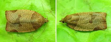 Attēlu rezultāti vaicājumam “Pandemis cerasana”