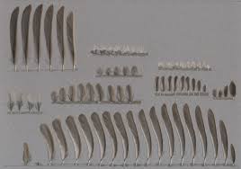 Attēlu rezultāti vaicājumam “Poecile montanus adult”