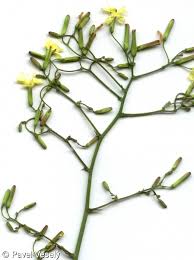 Attēlu rezultāti vaicājumam “Mycelis muralis”