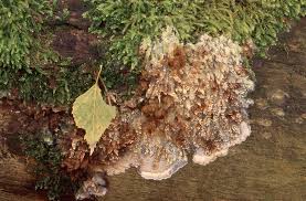 Attēlu rezultāti vaicājumam “Phlebiopsis gigantea”