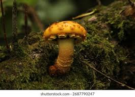 Attēlu rezultāti vaicājumam “Pholiota aurivella”