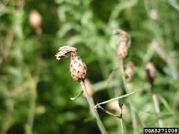 Attēlu rezultāti vaicājumam “Centaurea stoebe bud”
