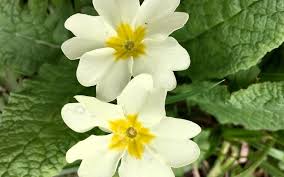 Attēlu rezultāti vaicājumam “Primula farinosa bud”