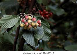 Attēlu rezultāti vaicājumam “Sorbus intermedia fruit”