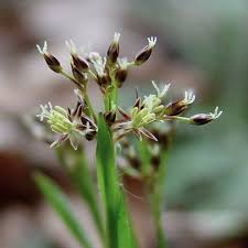 Attēlu rezultāti vaicājumam “Luzula pilosa”