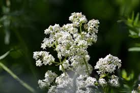 Attēlu rezultāti vaicājumam “Galium boreale flower”