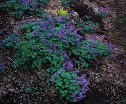 Attēlu rezultāti vaicājumam “Corydalis solida flower”
