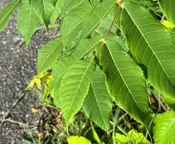 Attēlu rezultāti vaicājumam “Juglans cinerea leaf”