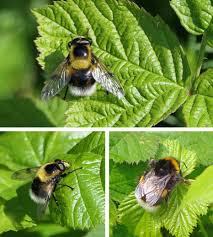 Attēlu rezultāti vaicājumam “Volucella bombylans”