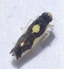 Attēlu rezultāti vaicājumam “Eupteryx vittata”