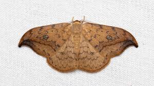 Attēlu rezultāti vaicājumam “Drepana falcataria”