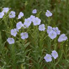 Image result for Linum usitatissimum